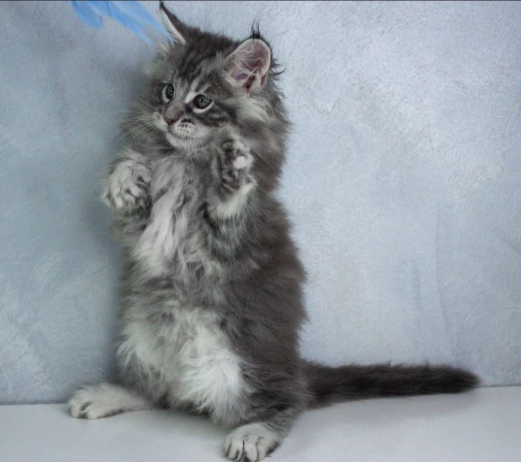 Котик мейн кун з родоводом