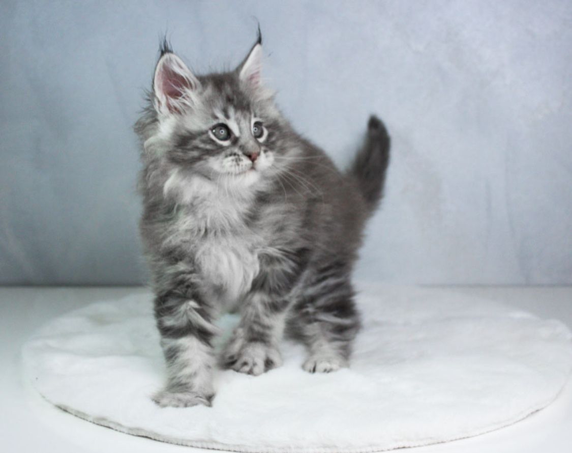 Котик мейн кун з родоводом