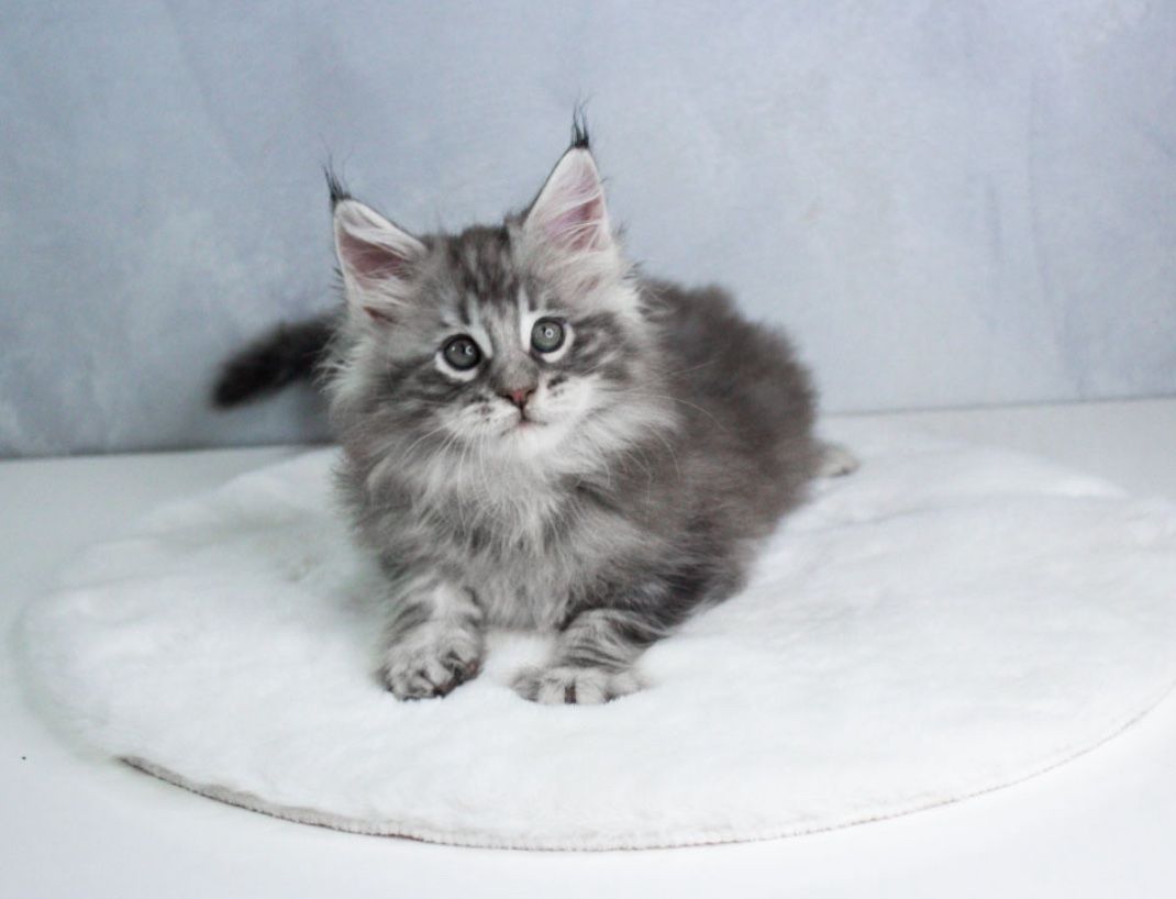 Котик мейн кун з родоводом