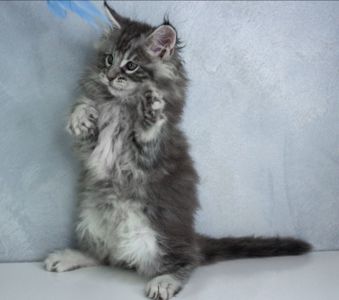 Котик мейн кун з родоводом