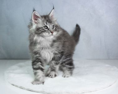 Котик мейн кун з родоводом