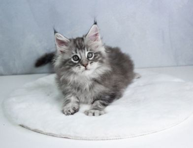 Котик мейн кун з родоводом