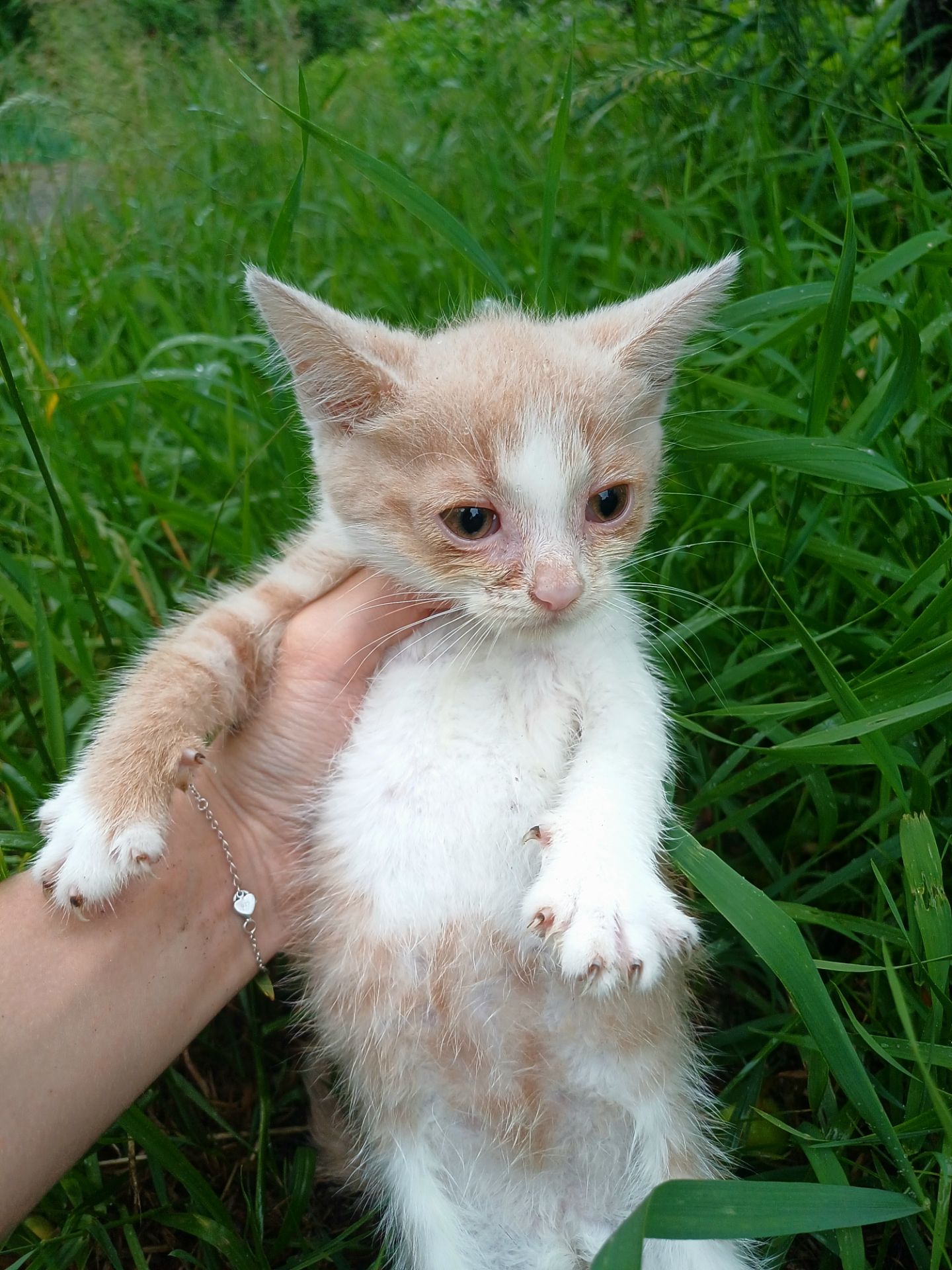 Кошенята