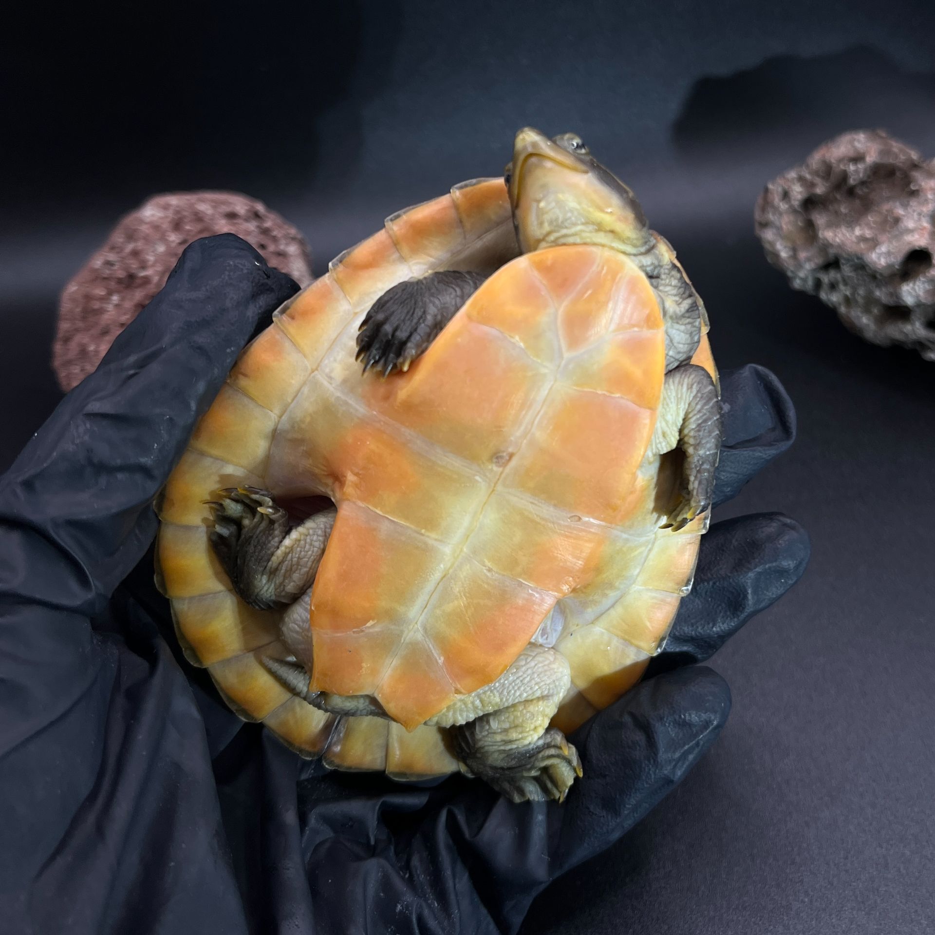 Черепаха короткошия Ред Беллі (водяна) 9-10 см
