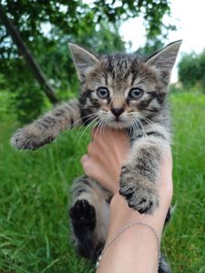Кошенята