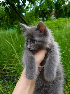 Кошенята