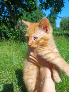 Кошенята