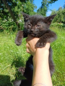 Кошенята