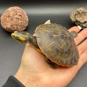 Черепаха короткошия Ред Беллі (водяна) 9-10 см