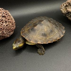 Черепаха короткошия Ред Беллі (водяна) 9-10 см