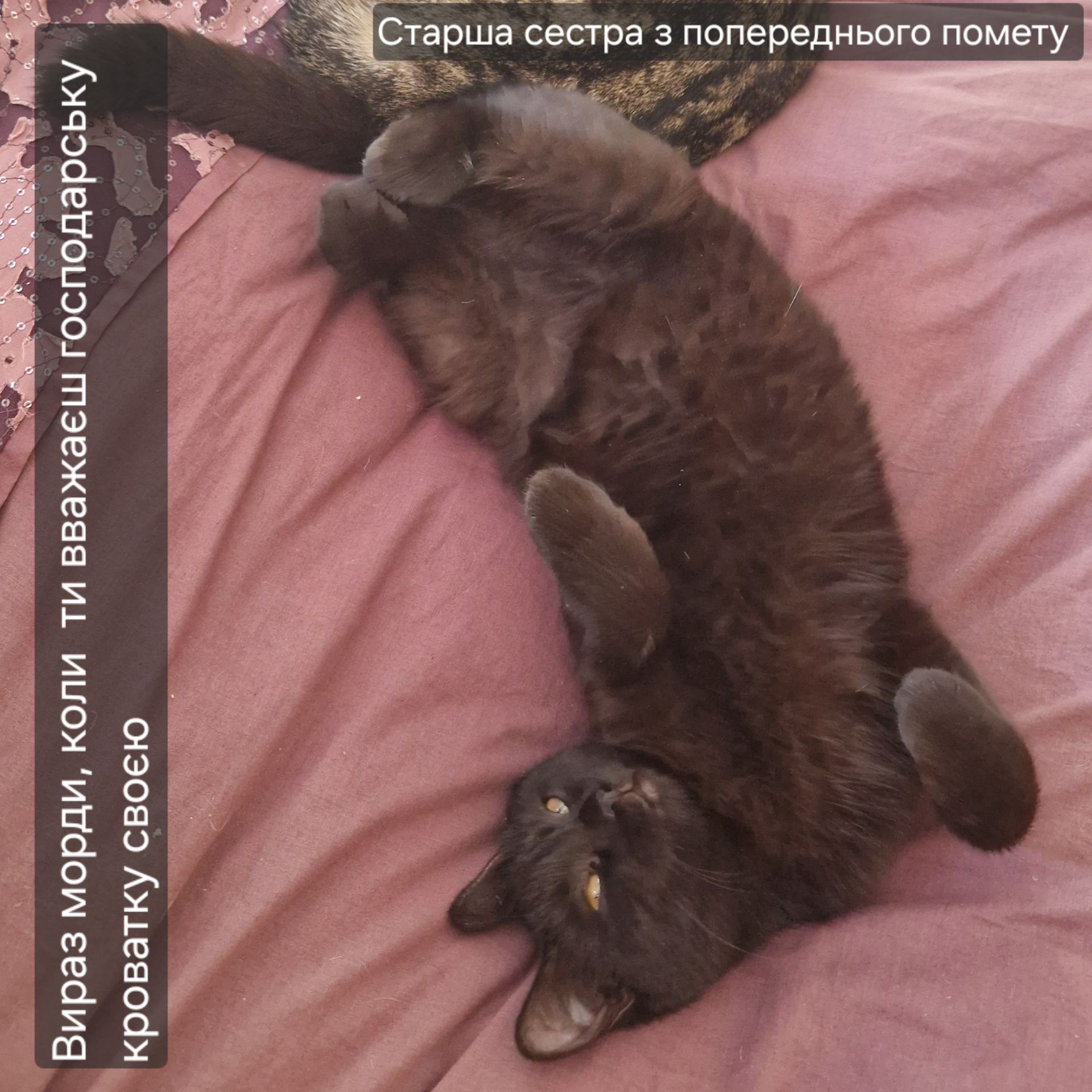 Шоколадно-чорний малий ДН 17.04.2026