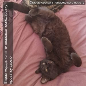 Шоколадно-чорний малий ДН 17.04.2026