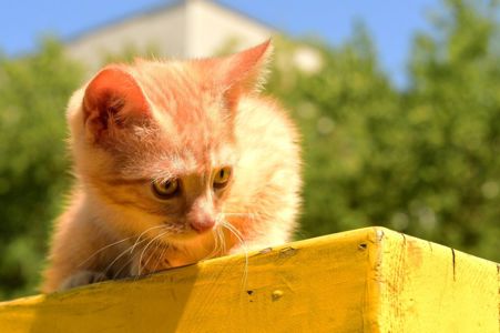 СонячноЗолотаве Кошеня вік півтора місяця