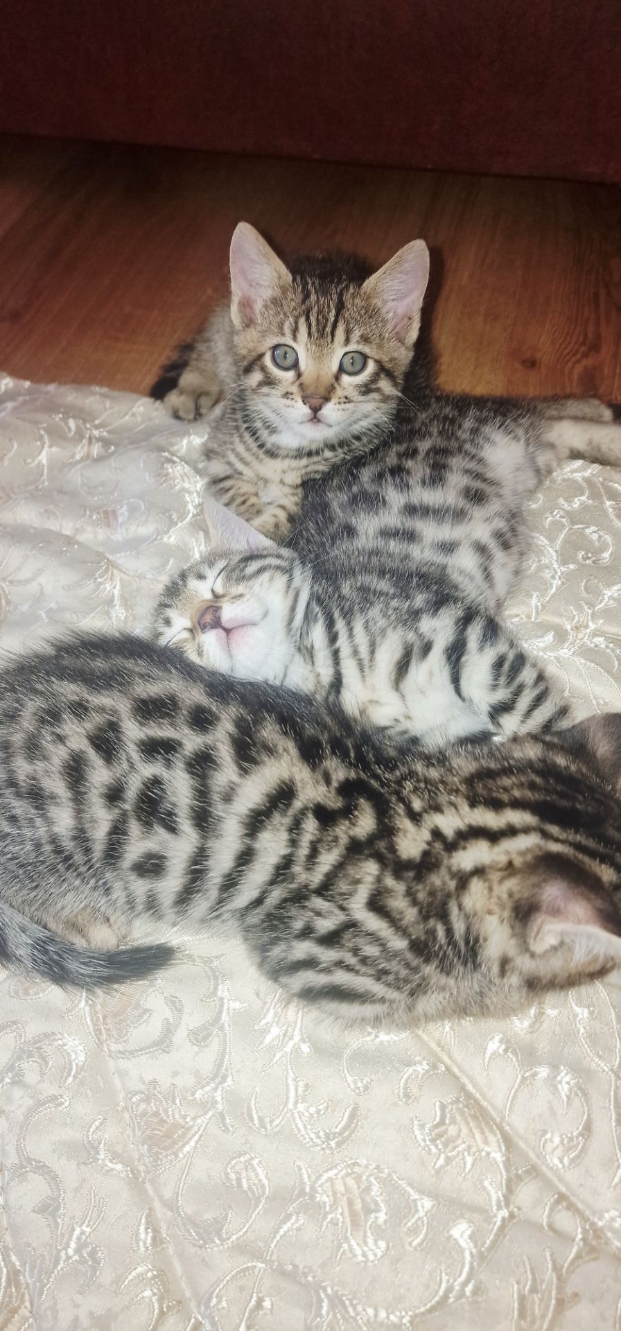 Бенгальские котята к окрасе Silver