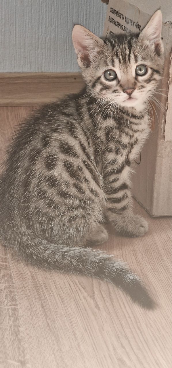Бенгальские котята к окрасе Silver