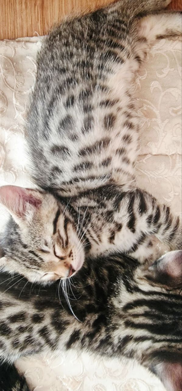 Бенгальские котята к окрасе Silver