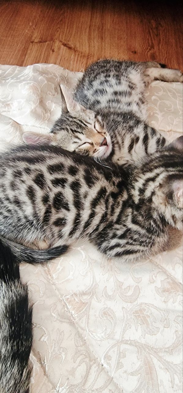 Бенгальские котята к окрасе Silver