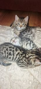 Бенгальские котята к окрасе Silver