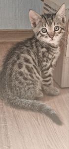 Бенгальские котята к окрасе Silver