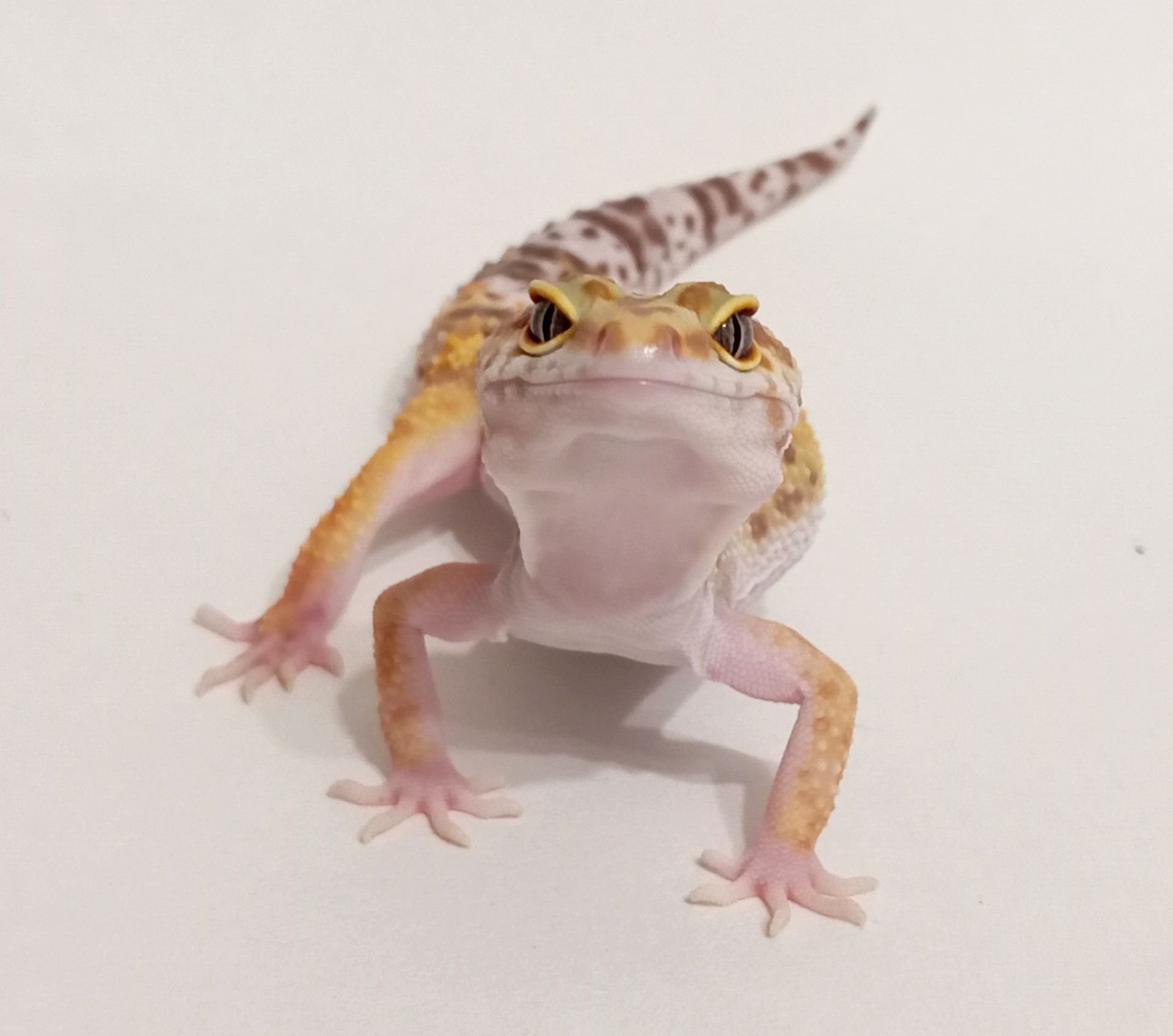 Леопардовый геккон эублефар