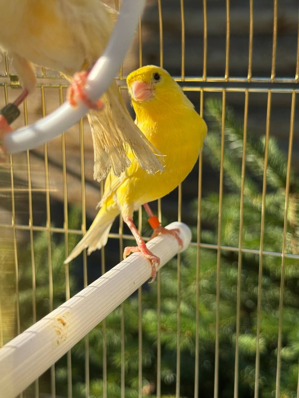 Гарно співаючі каанрейки