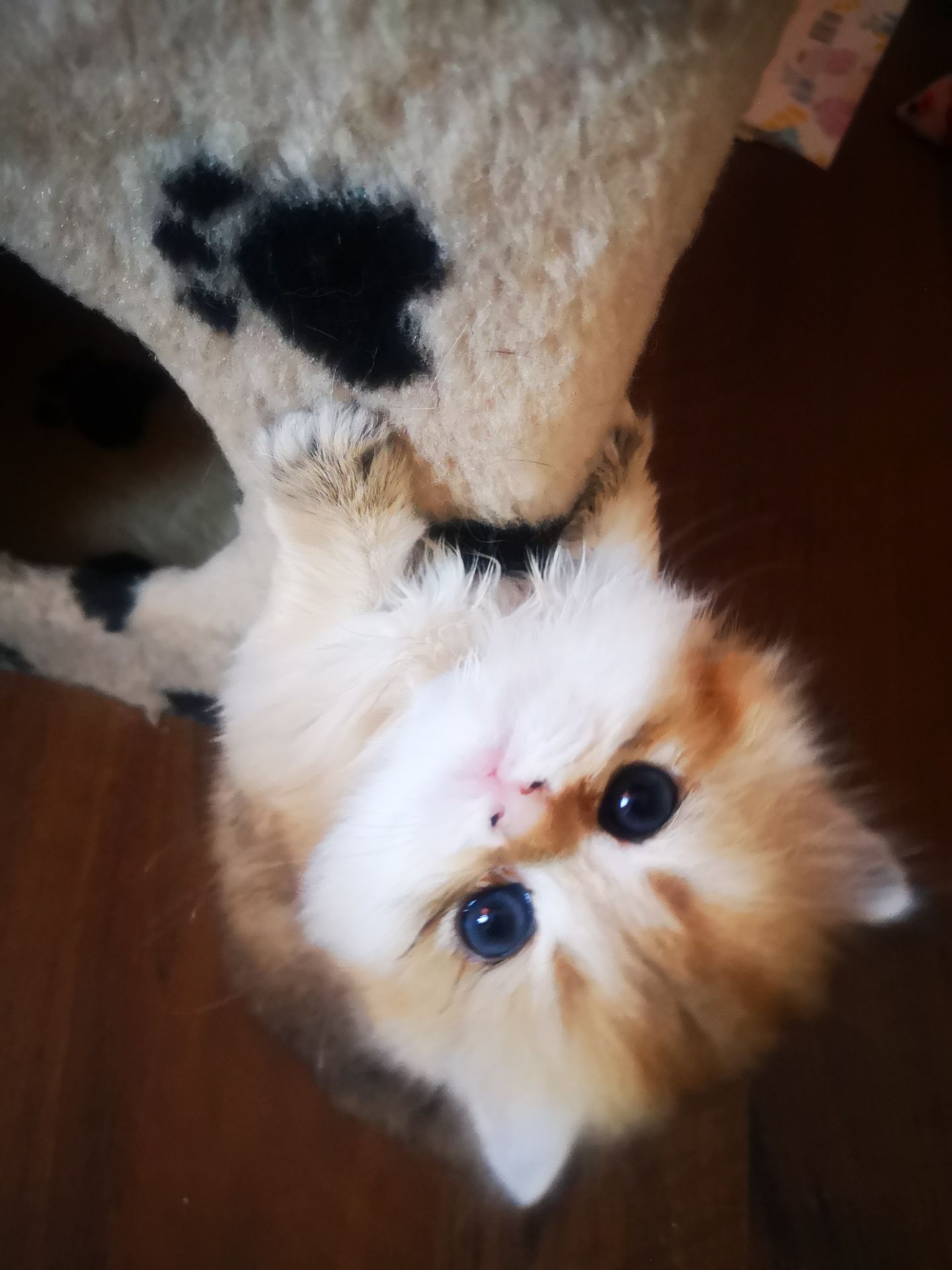 Котята британской золотой шиншиллы