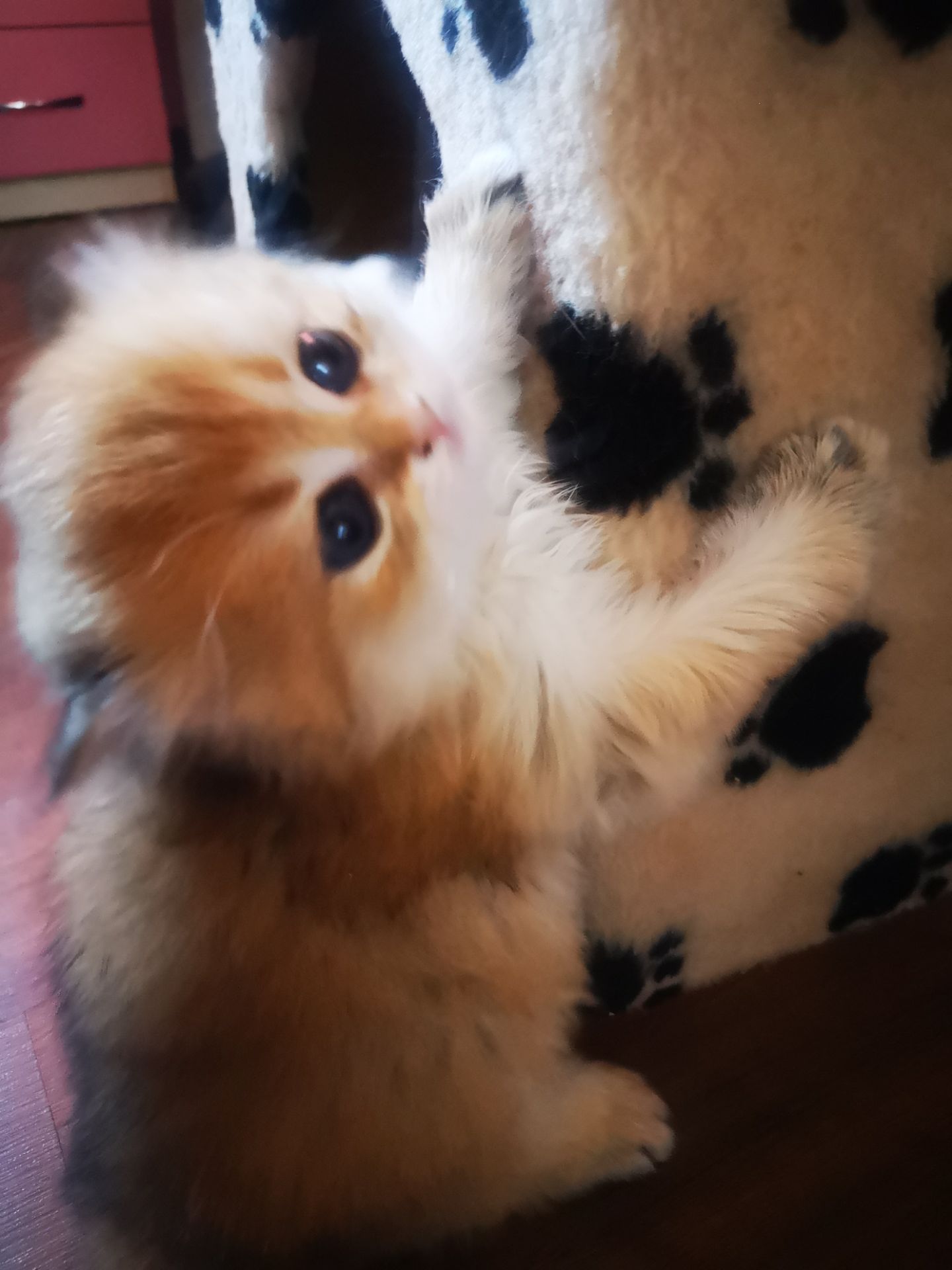 Котята британской золотой шиншиллы