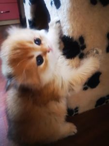 Котята британской золотой шиншиллы