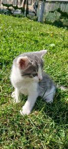 Кошеннята шукають люблячу родину