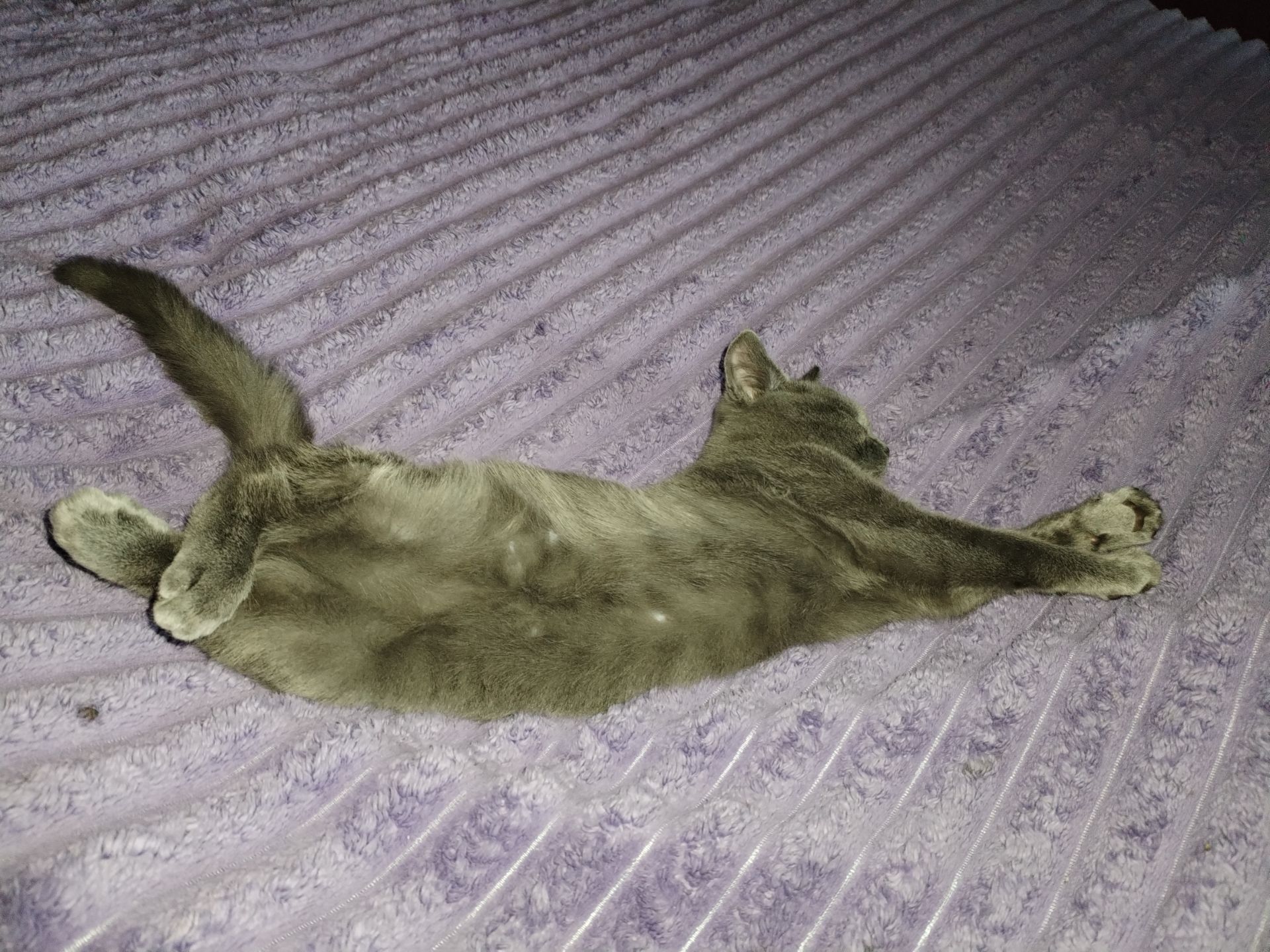 Кот Річі