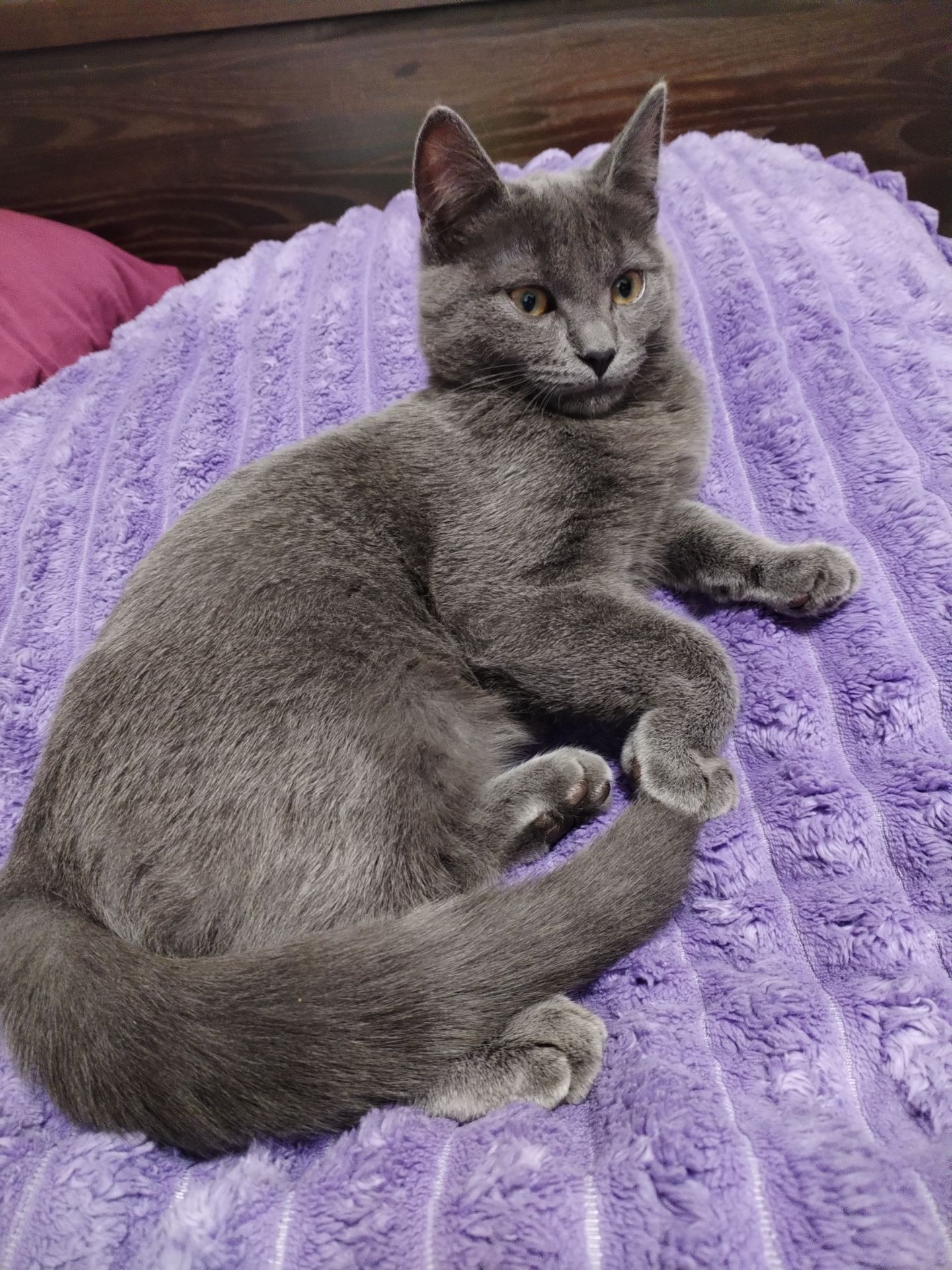 Кот Річі