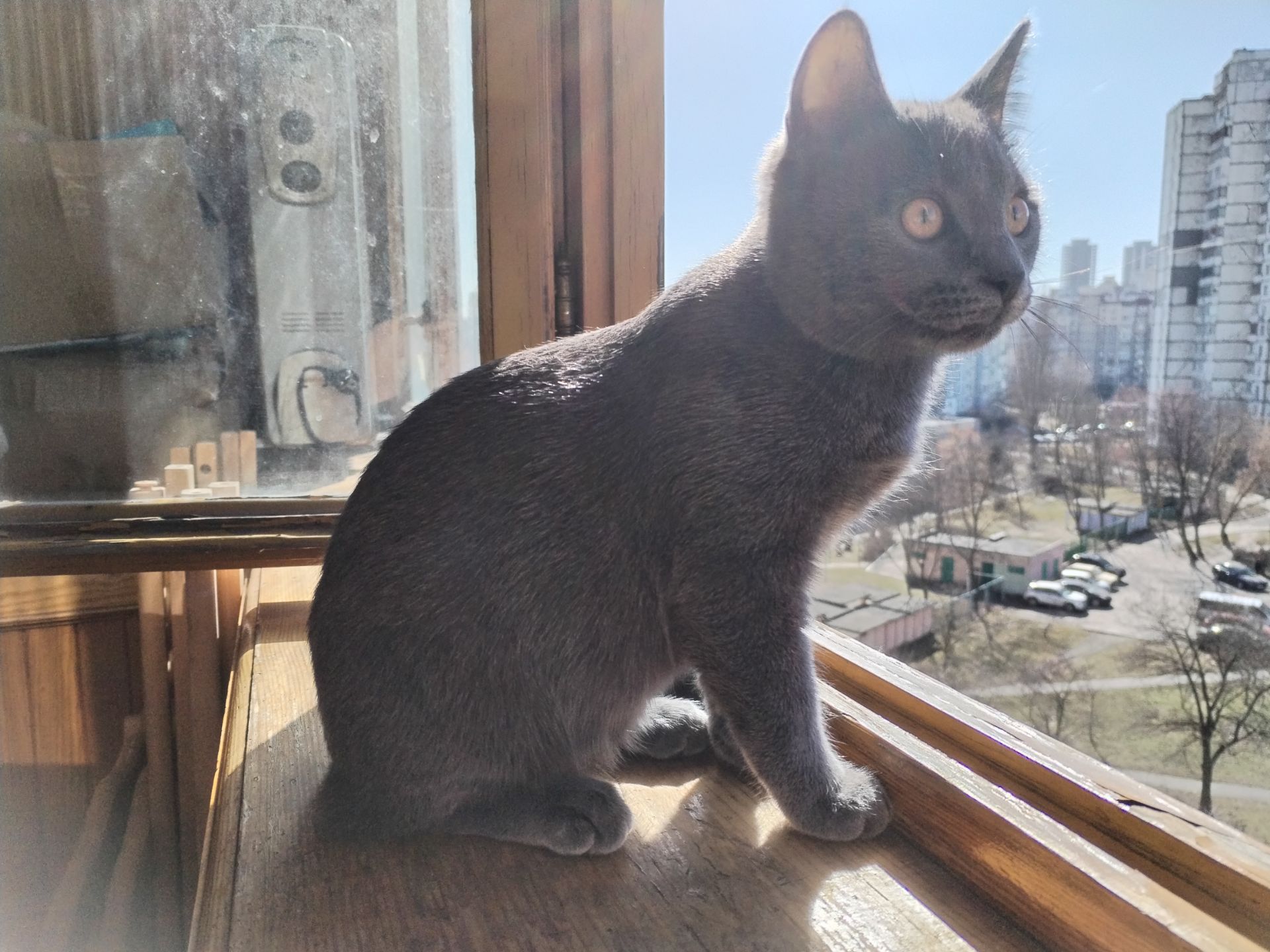 Кот Річі
