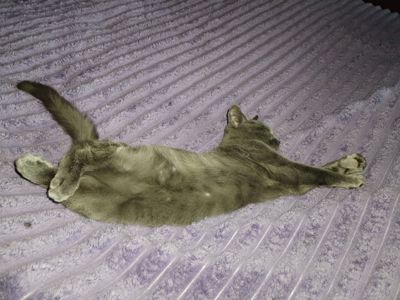 Кот Річі