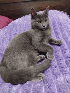 Кот Річі