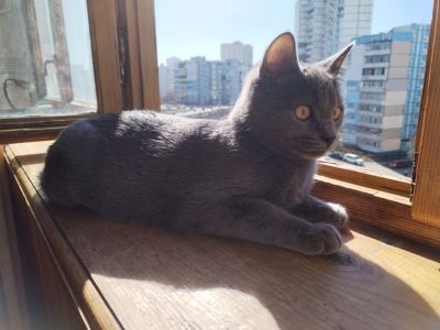 Кот Річі