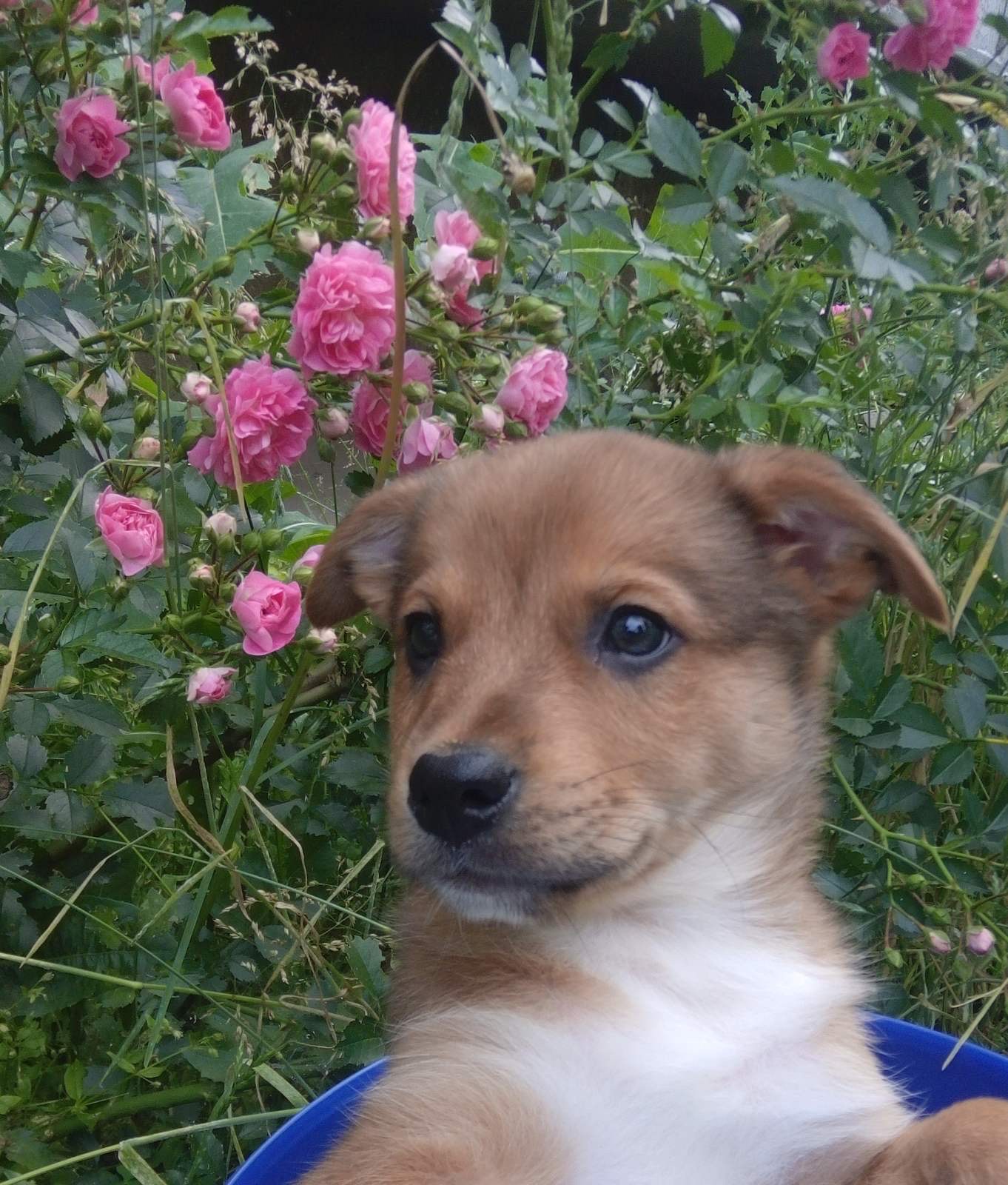 Маленький хлопчик цуценя шукає свою родину