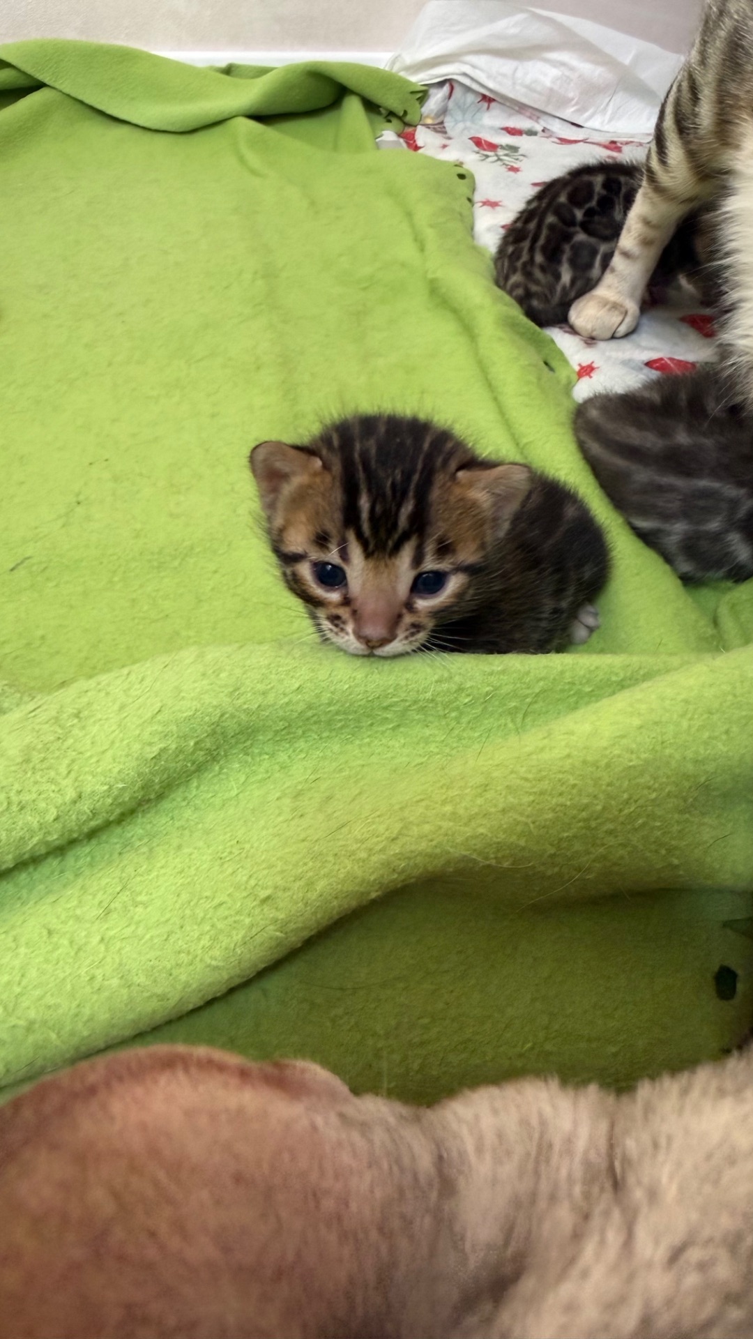 Кошенята Бенгалы