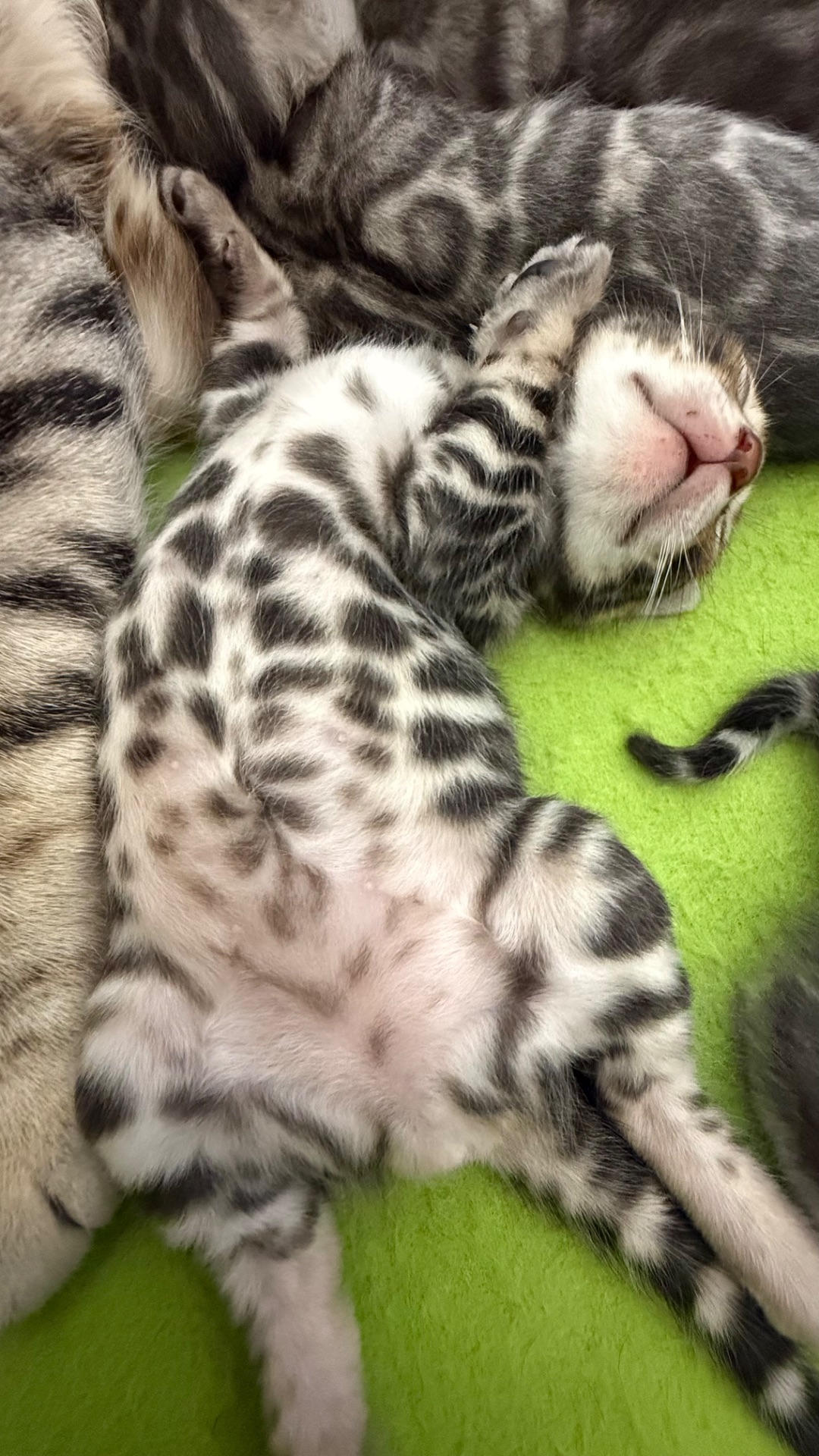 Кошенята Бенгалы