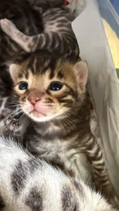 Кошенята Бенгалы