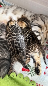 Кошенята Бенгалы