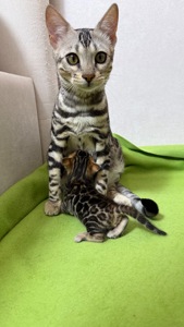 Кошенята Бенгалы
