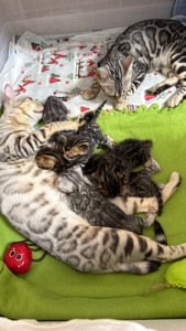 Кошенята Бенгалы