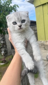 Котик срібна шиншила