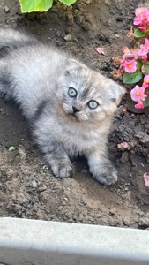 Мармурова шиншила