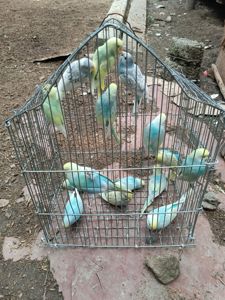 Пташенята райдужного папугайчика