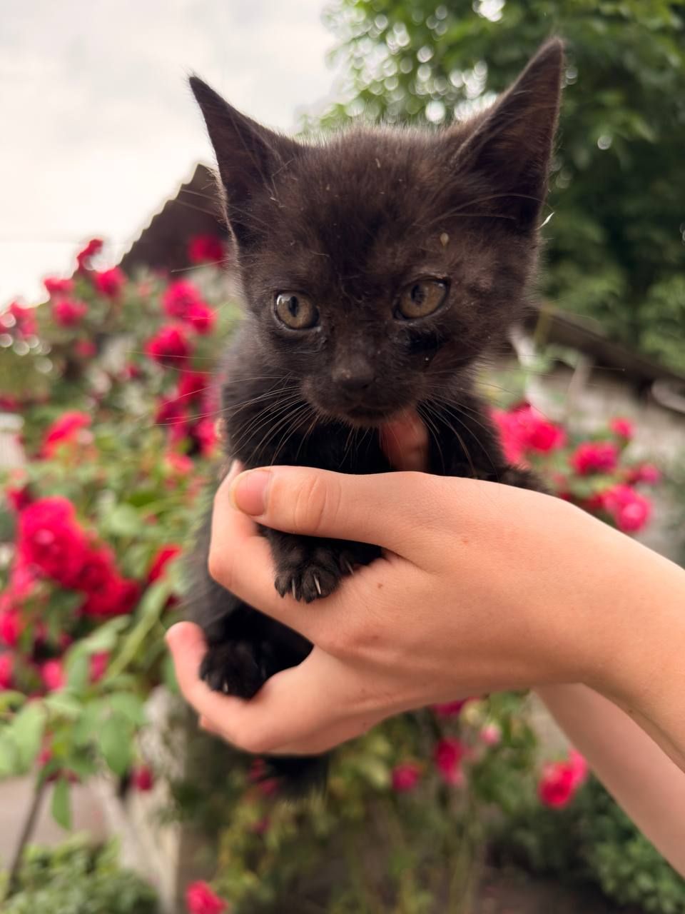 Кошенята в добрі руки!