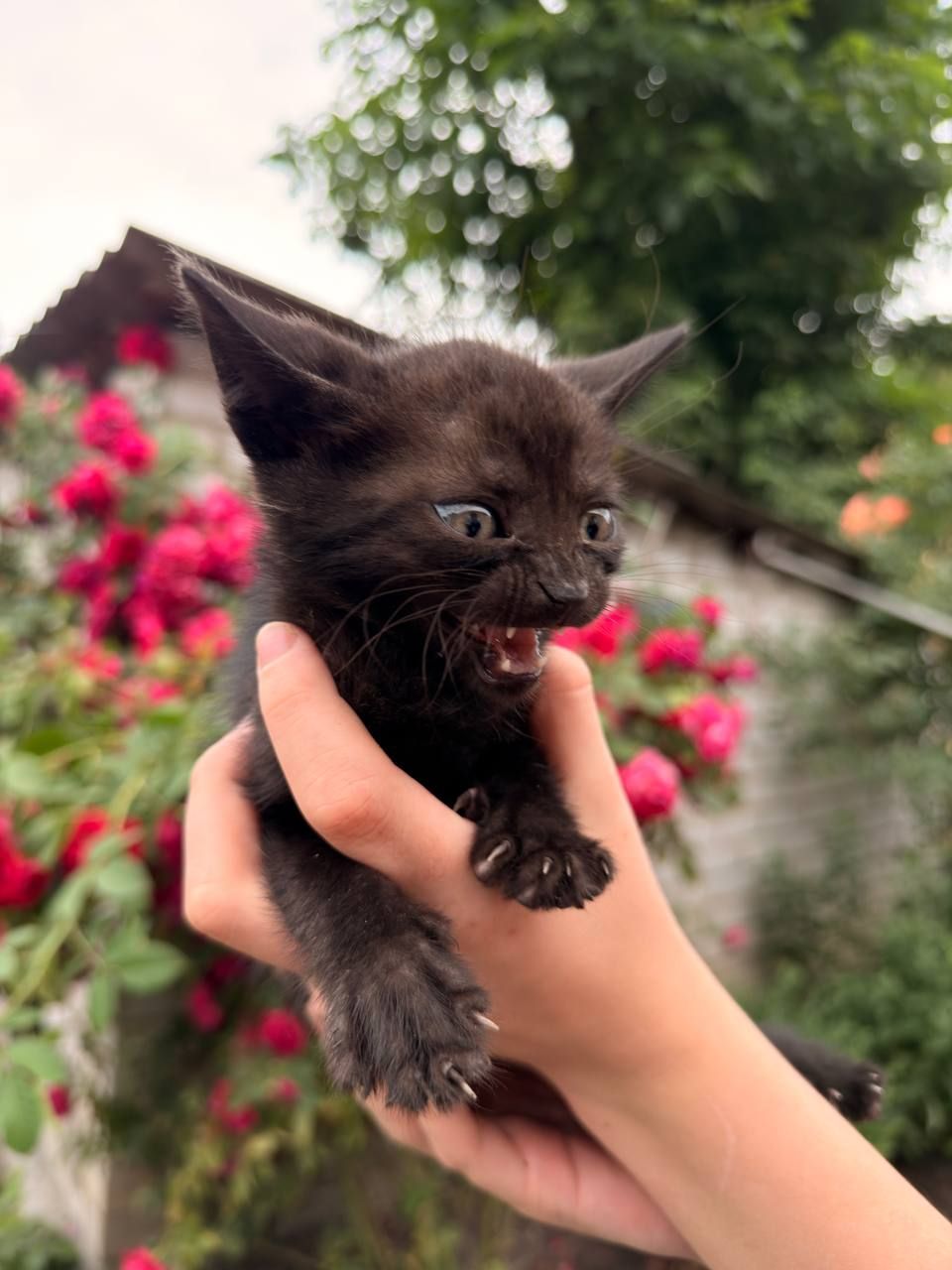 🦇Гарненьке кошенятко в добрі руки