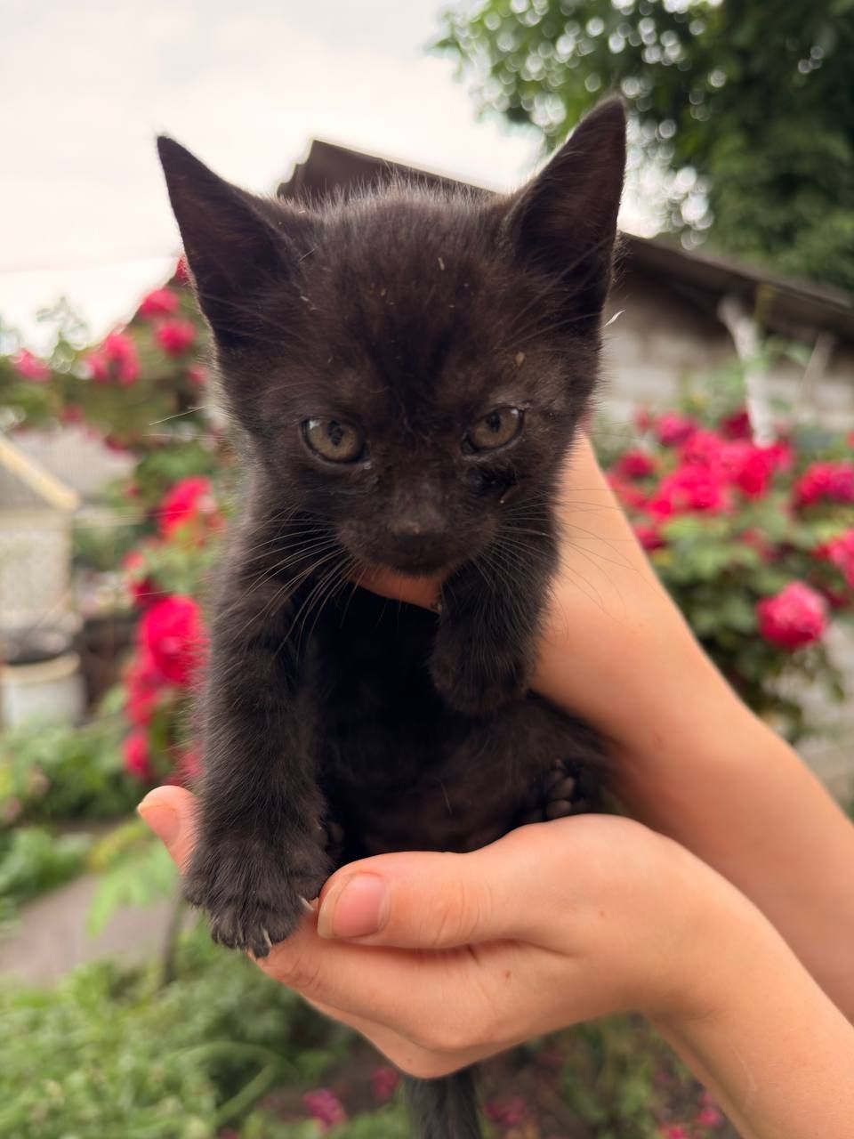🦇Гарненьке кошенятко в добрі руки