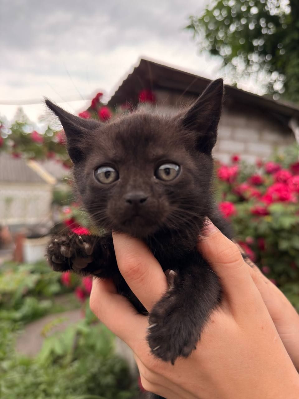 Кошенята в добрі руки!