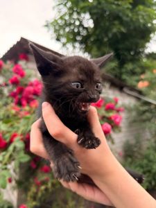 🦇Гарненьке кошенятко в добрі руки